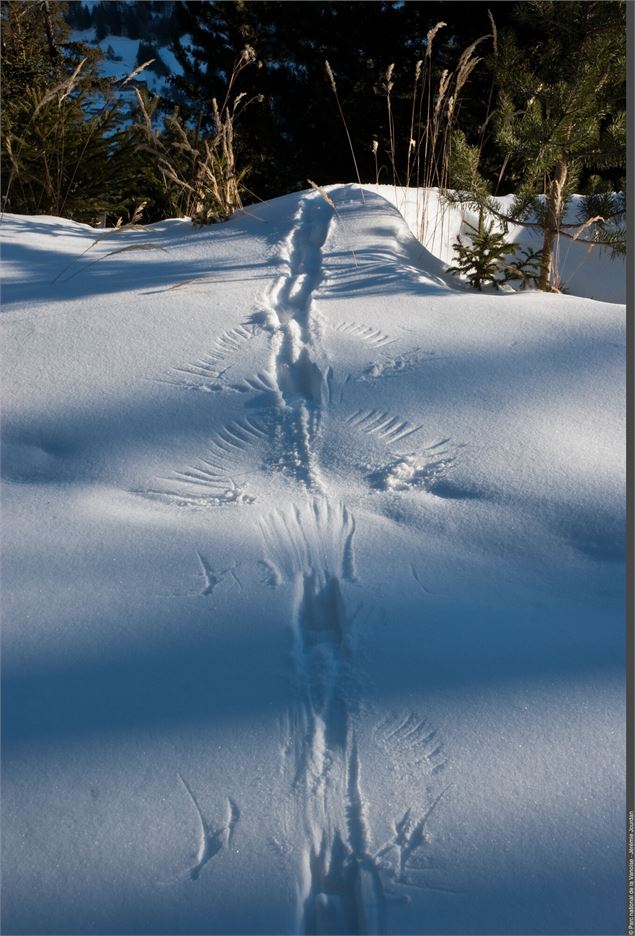 Traces de tétras-lyre - Nicolas Bayard - Parc national de la Vanoise