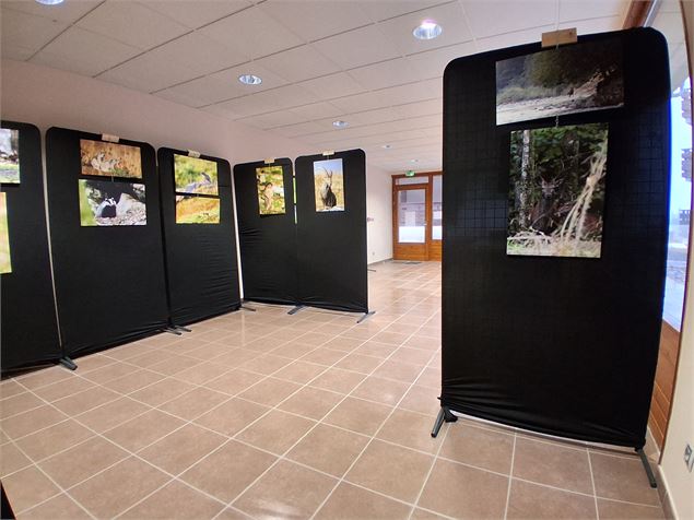 Exposition de photos animalières_Morillon