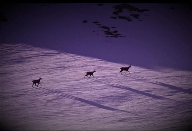 Chamois - Christophe Chappellaz