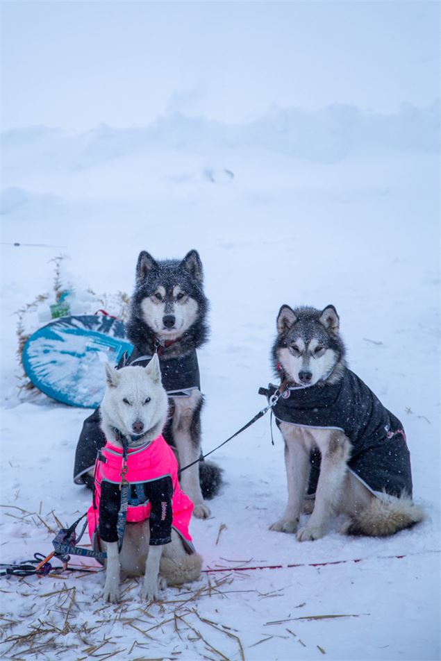 La Grande Odyssée Royal Canin : 3ème étape_Les Déserts - Benoît Diacre