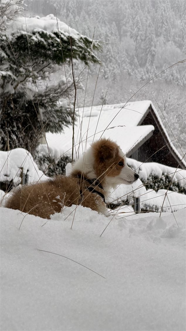 Chiot - Cindy Parisse