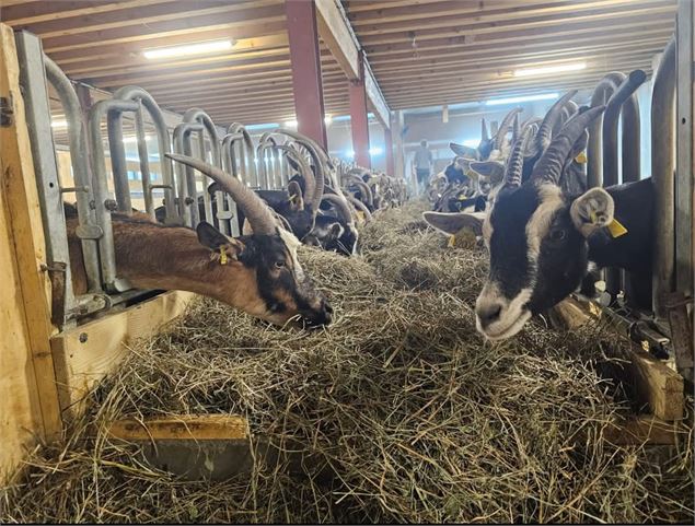 Repas des chèvres à la ferme de Mr Seguin - Ponthieu-O