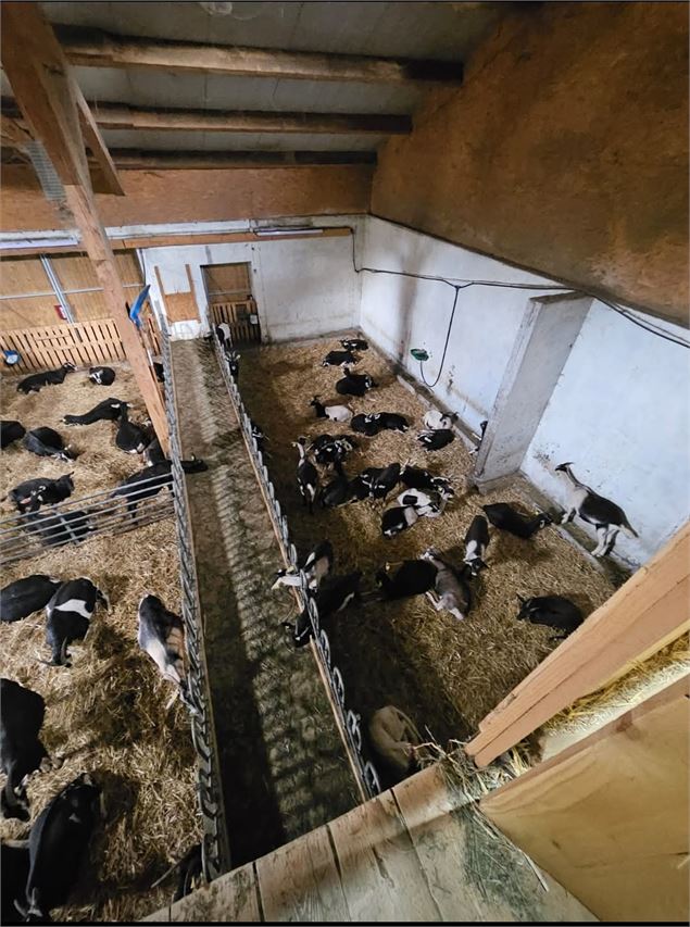 vue panoramique sur les chèvres à la ferme - Ponthieu-O