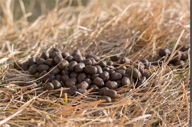 Crottes de chamois - Jérémie Jourdan - PNV