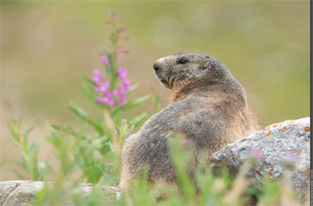 Marmotte - Stéphane Mélé - PNV