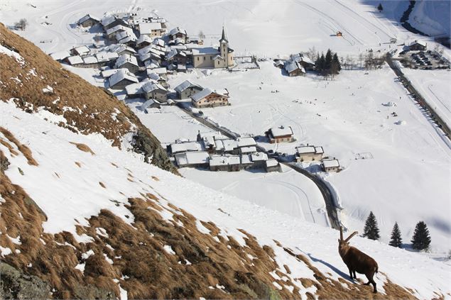 Bouquetin - © Parc national de la Vanoise - M. Mollard