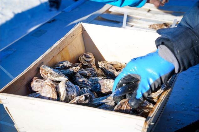 Dégustation d'huîtres au sommet !_Les Saisies