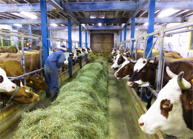 L'écurie et toutes les vaches - Yves Vionnet