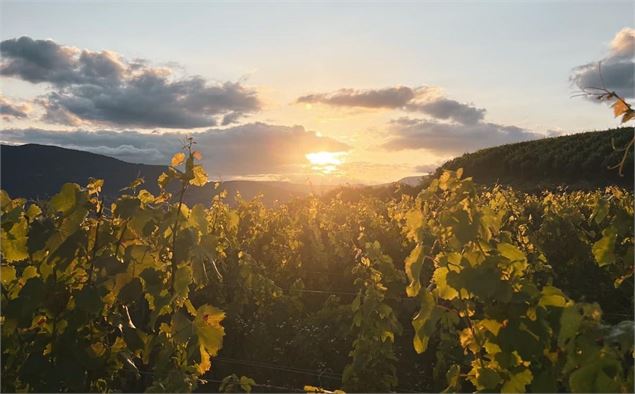 Dégustation Immersive de Vin Chignin - Beneath Story Teller