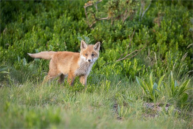photo renardeau - ©Yannick LENOIR