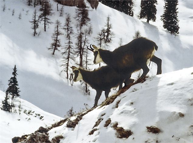 Chamois - OT Flaine