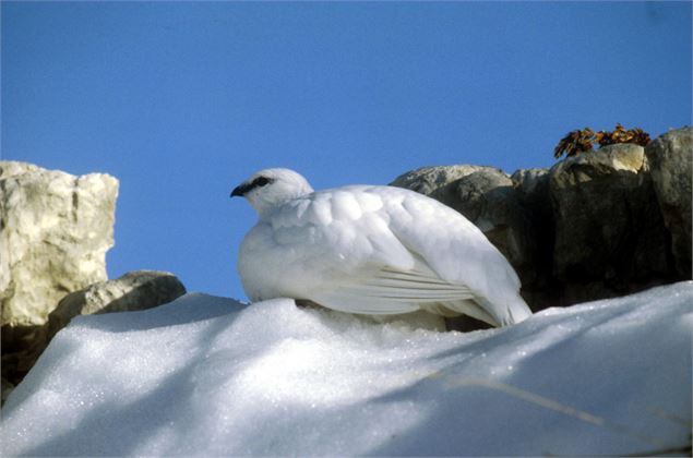 Il utilise la même stratégie que le lièvre, en changeant de plumage pour être blanc. - CCPMB