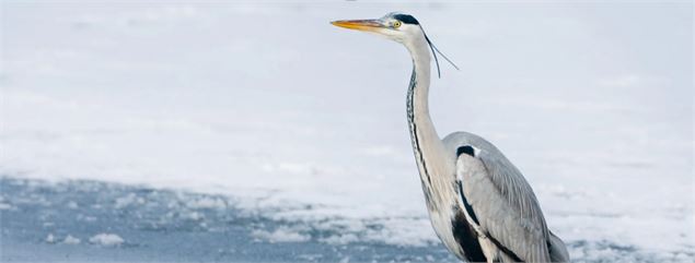Activité enfant 6-12 ans : Mission survie au coeur de l'hiver au Marais de Lavours_Ceyzérieu - Maiso