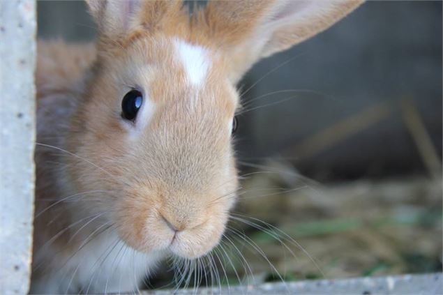 Visite de la Ferme des Roches Fleuries