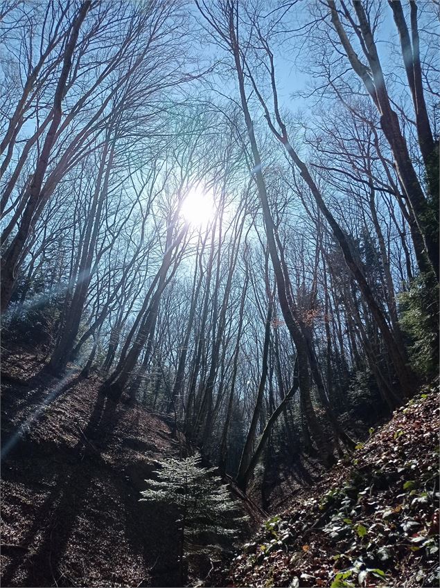 Lumière des forêts - J.GAUTHIER