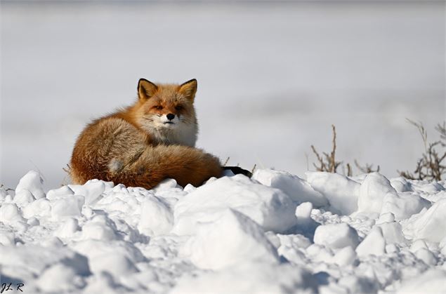 Exposition photo sur la faune sauvage japonaise_Morillon - Des bulles et des cimes/Jean-Luc Rebillet