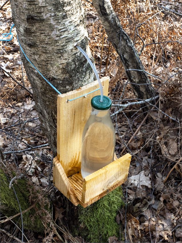 Sève de bouleau - Bénédicte Fourneau