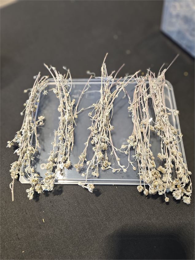 Atelier fabrication de Génépi_Taninges - Poudre d'Escampette