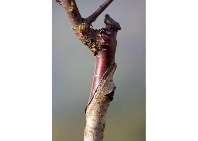 Atelier greffe des arbres fruitiers_Saint-Pierre-de-Genebroz - L'arbre perché