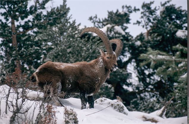 À la découverte de la faune en hiver - Vallon de Rosuel