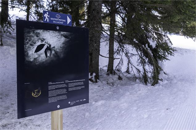 Sentier piéton agrémenté de panneau photos/peinture au sommet du Lachat - Yannick Lenoir et Nicolas 