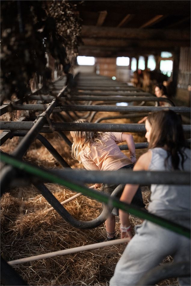Visite, traite et soin des vaches