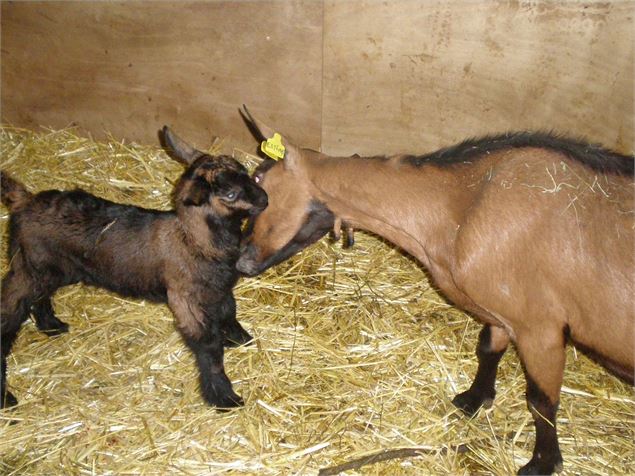 un petit chevreau et sa maman