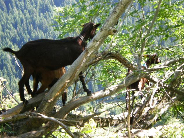 accro'branche pour chèvres !