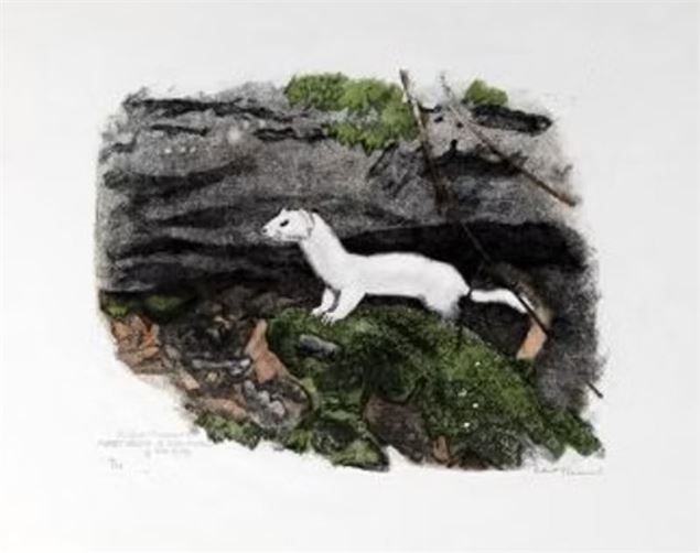 Exposition de la galerie de la Tine  - Robert Hainard_Troistorrents