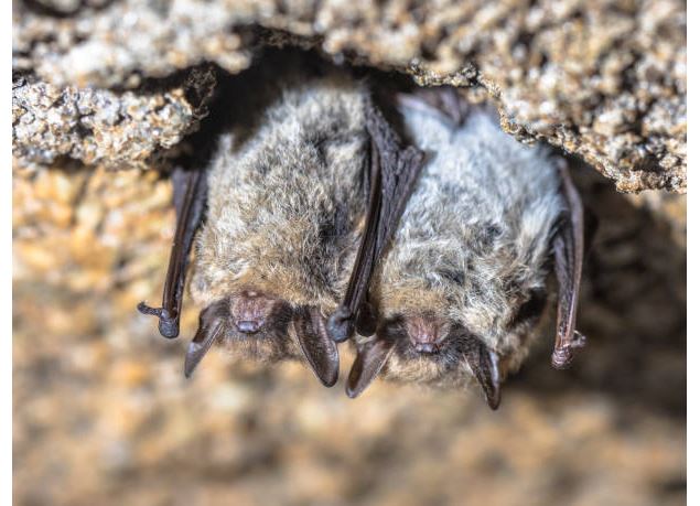 Chauve souris - Istockphoto