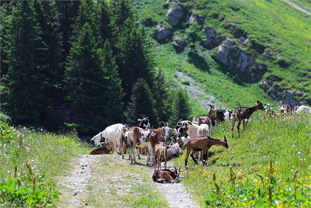 Projection d'un film autour du pastoralisme_Faverges-Seythenex - Remi Portier