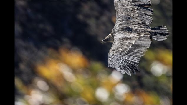 Projection photos : Lumières Sauvages & explorations photographiques_Pralognan-la-Vanoise