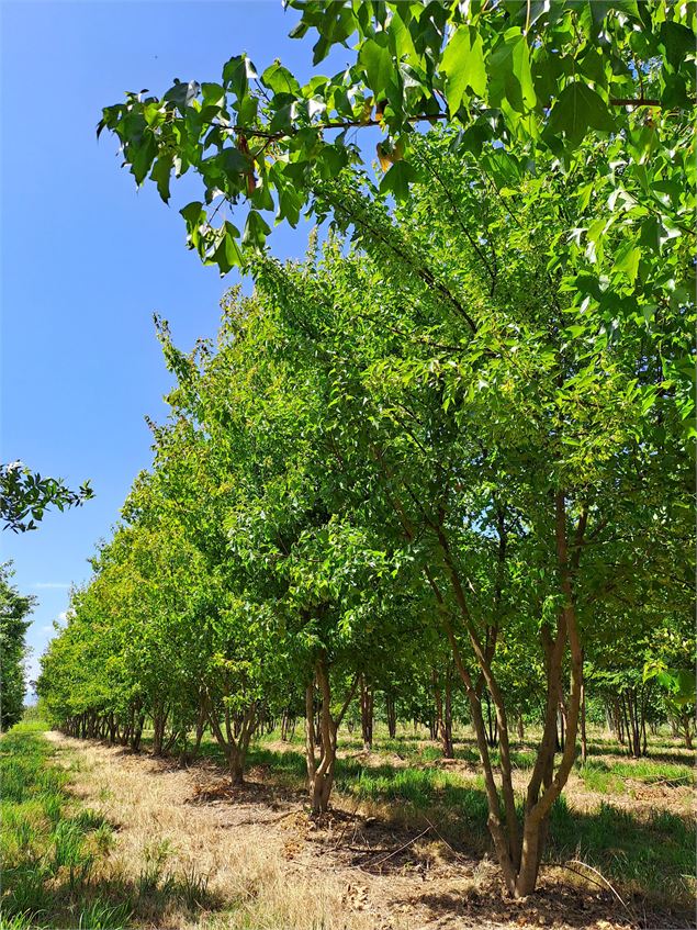 Visite des Pépinières Soupe_Châtillon-sur-Chalaronne - Pépinières Soupe