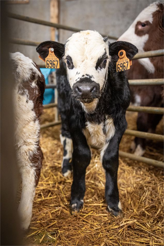 Visite guidée d'une ferme de montagne_Les Contamines-Montjoie - Les Contamines Tourisme