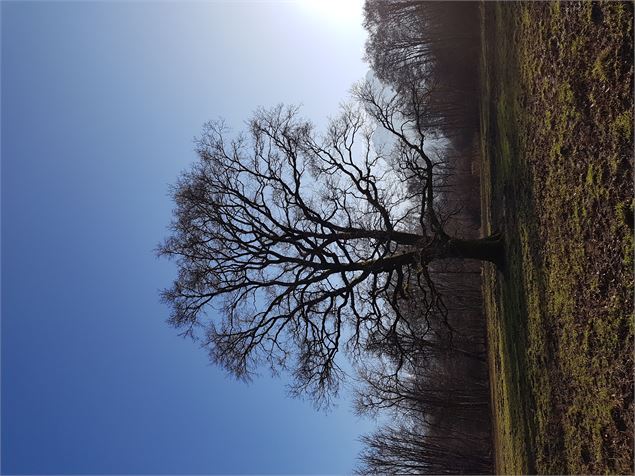 Le chêne de la réserve - Viviane Cervellin
