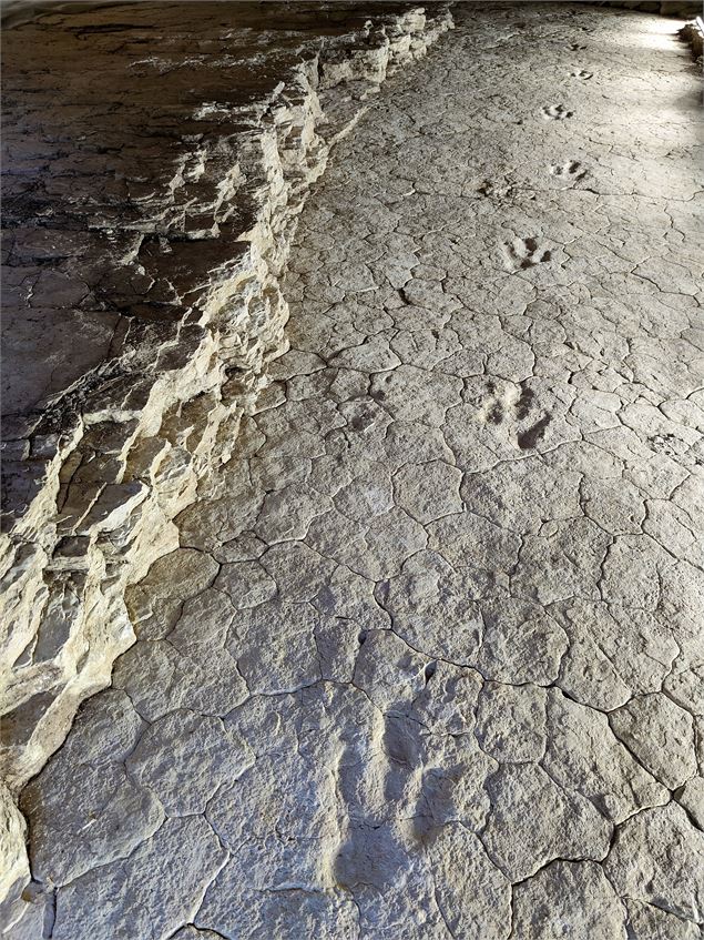 Dinoplagne® - empruntes du théropode Maxime - ©OT Terre Valserine