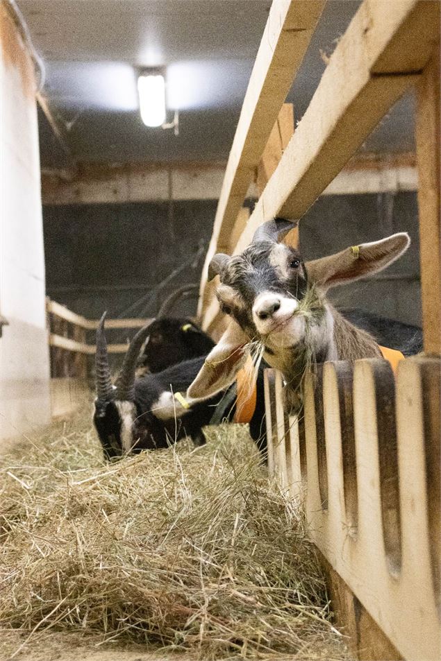 Une chèvre nous regarde - A.Jorcin
