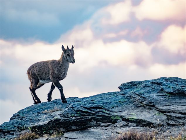 Cabri de bouquetin - OTHMV