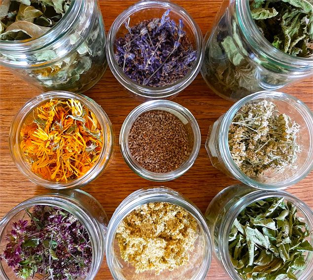 Atelier plantes médicinales près de Chambéry - Muriel Lallée