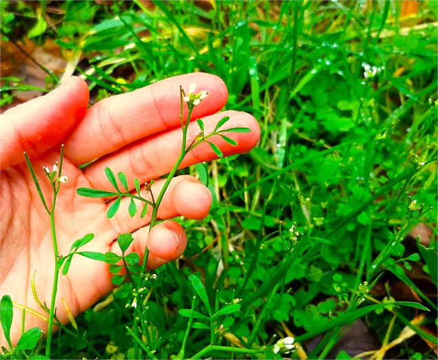 Découverte des plantes sauvages comestibles et médicinales près de Chambéry - Muriel Lallée