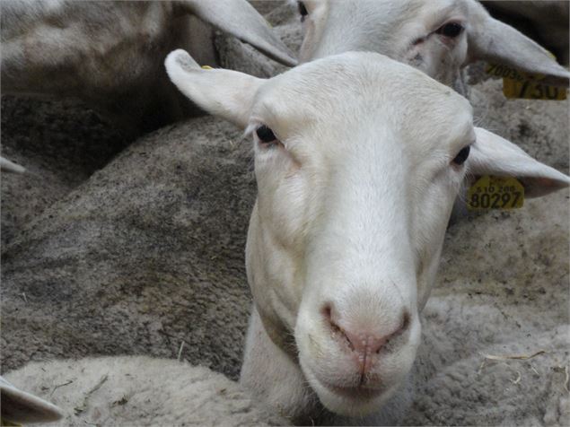Visite guidée : rendez-vous à la bergerie - photo SEA