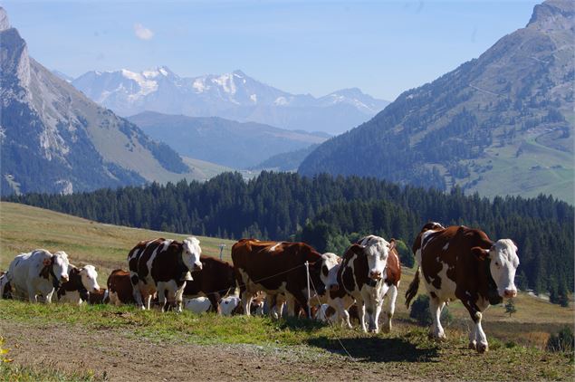 Retour des vaches - R.Seigeot