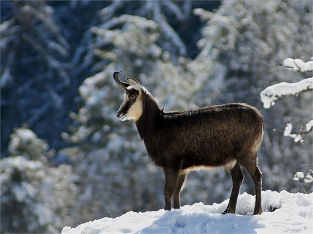 Chamois - © Matti Suopajarvi, CC BY-NC-SA 2.0