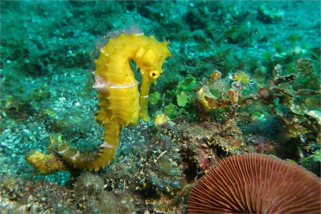 Hippocampe - Des bulles et des cimes/Jean-Luc Rebillet