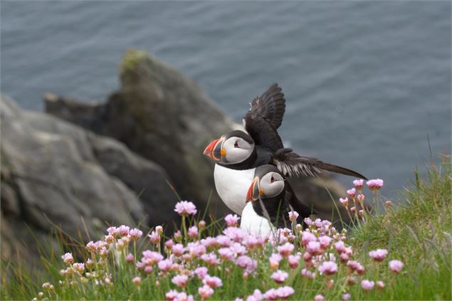 Macareux - Des bulles et des cimes/Jean-Luc Rebillet