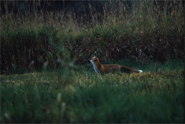 Rencontre nocturne avec un renard - LPO