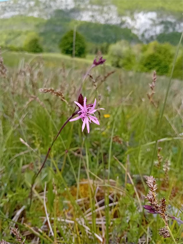 Lychnis fleur de coucou - Département de la Savoie