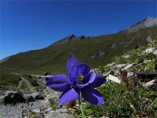 Ancolie des Alpes - Association Jardin historique du Col du Petit St. Bernard - La Chanousia