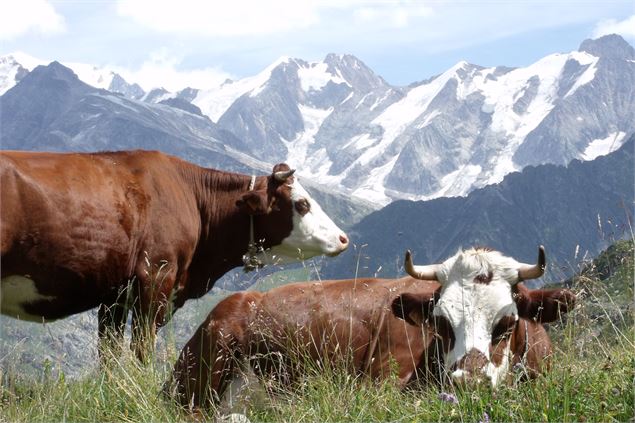 Vaches Abondance, alpage savoyard - DD-FACIM