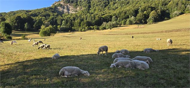 Brebis dans les pelouses sèches - Loïc Blanc